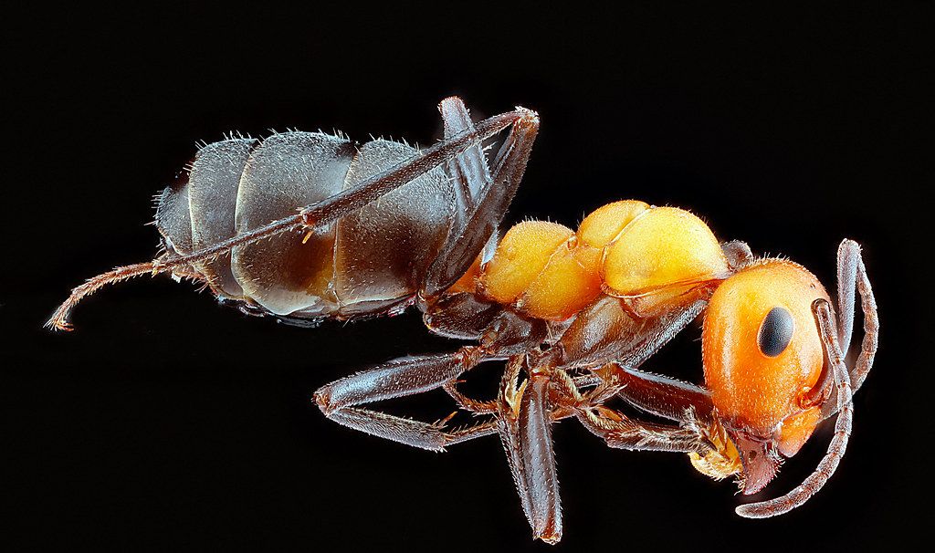 Ant Control service in Nashua, NH
