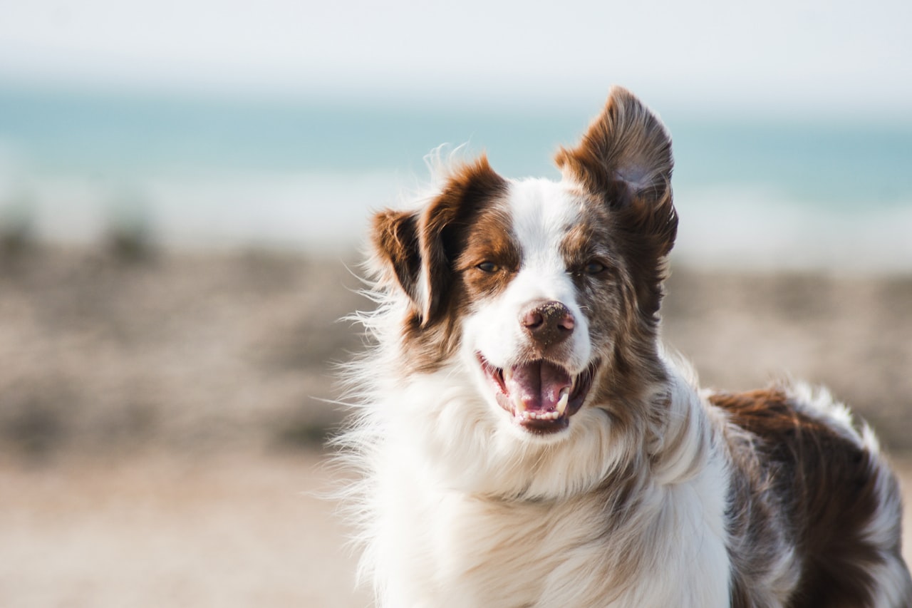 Flea & Tick Control service in Nashua, NH