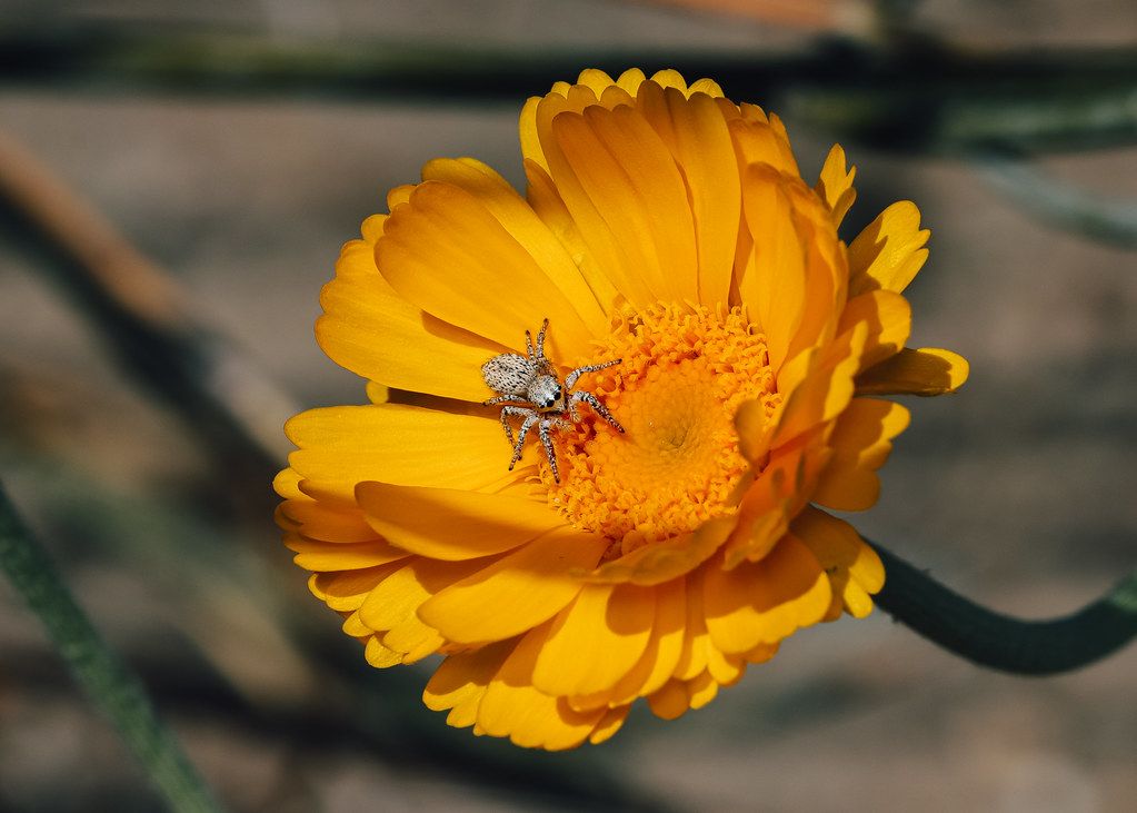 Spider Control service in Nashua, NH